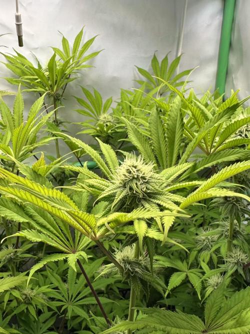 La Gran Jefa #2 by GHSC. Week 12