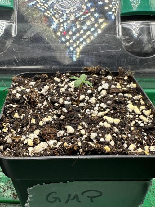 Grandmommy Purple 👵. Week 0