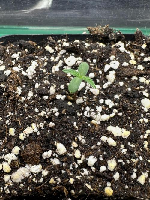 Grandmommy Purple 👵. Week 0