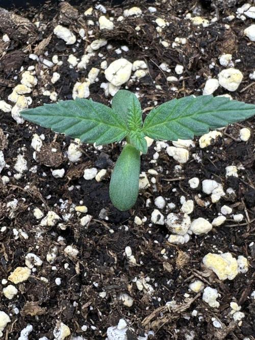 Grandmommy Purple. Week 0