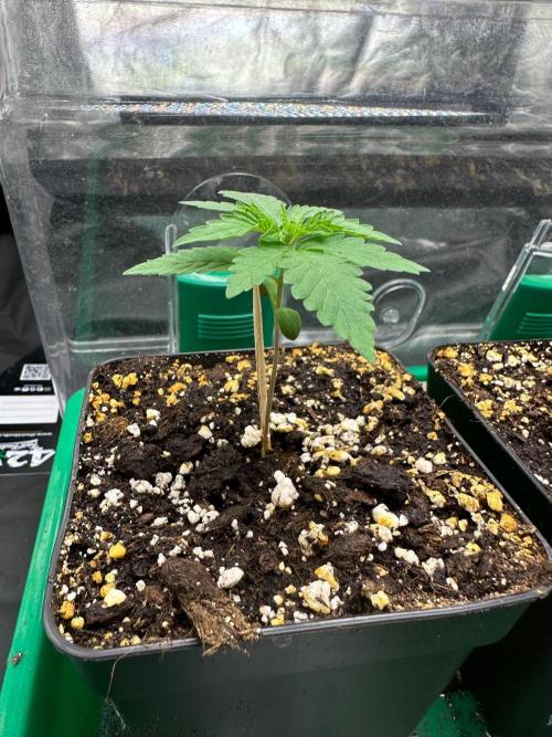 Mimosa Shot 🍹. Week 1
