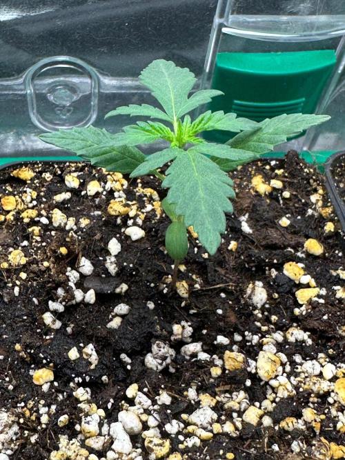 Grandmommy Purple 👵. Week 1