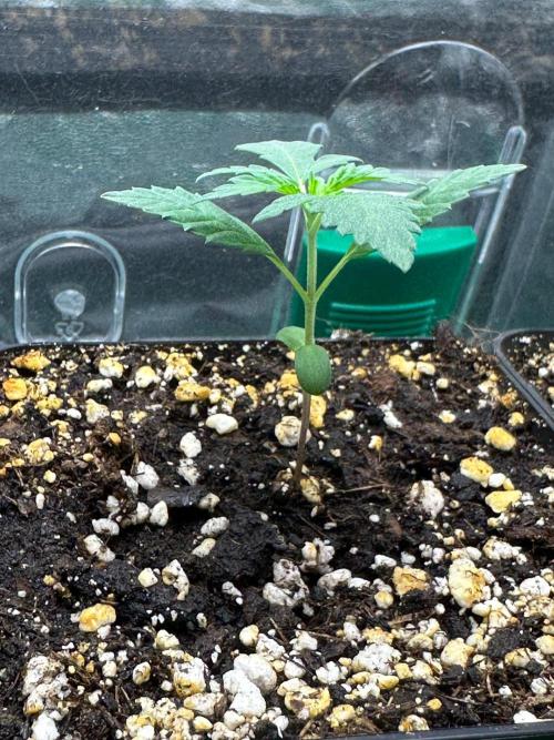 Grandmommy Purple 👵. Week 1