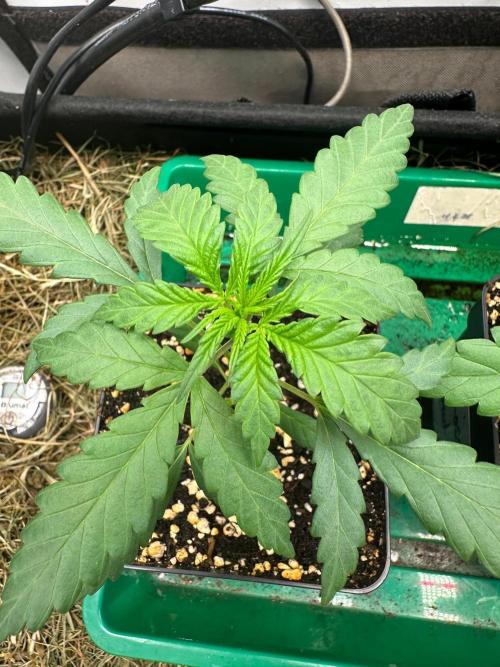 Grandmommy Purple 👵. Week 2