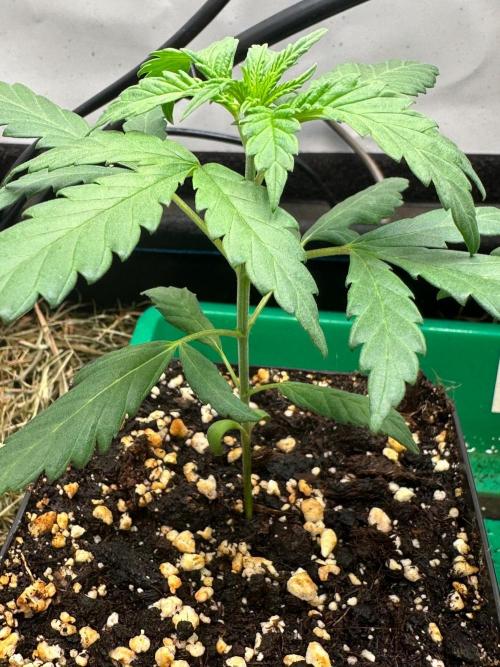 Grandmommy Purple 👵. Week 2