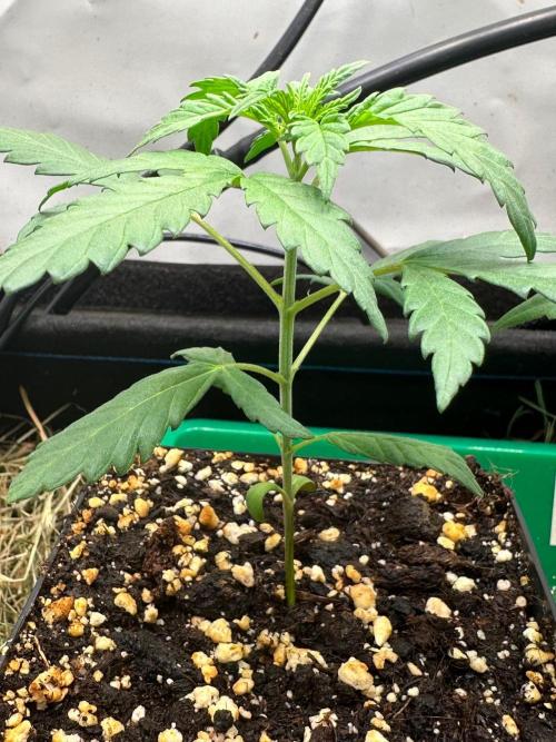 Grandmommy Purple 👵. Week 2