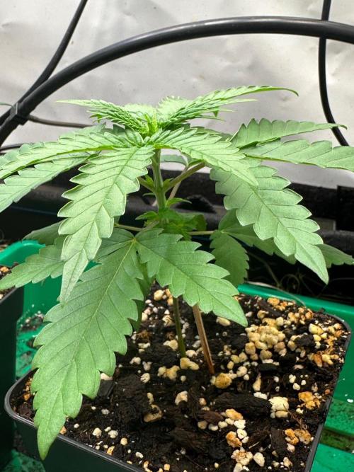 Mimosa Shot 🍹. Week 2