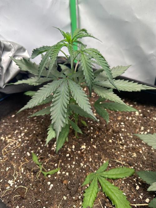 Grandmommy Purple 👵. Week 3