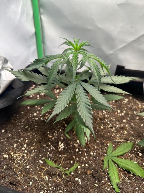 Grandmommy Purple 👵. Week 3
