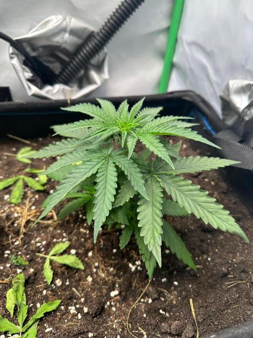 Mimosa Shot 🍹. Week 3