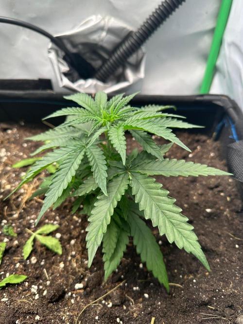 Mimosa Shot 🍹. Week 3
