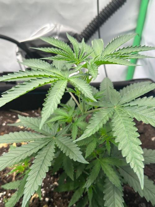 Mimosa Shot 🍹. Week 4