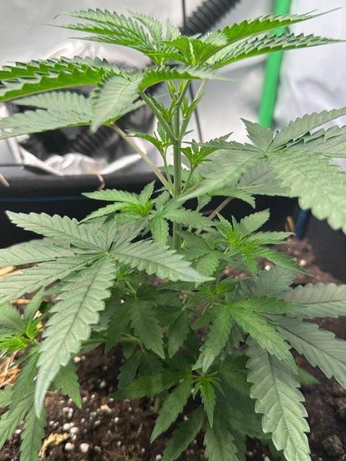 Mimosa Shot 🍹. Week 4