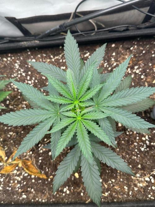 Runtz Punch 🥊. Week 4