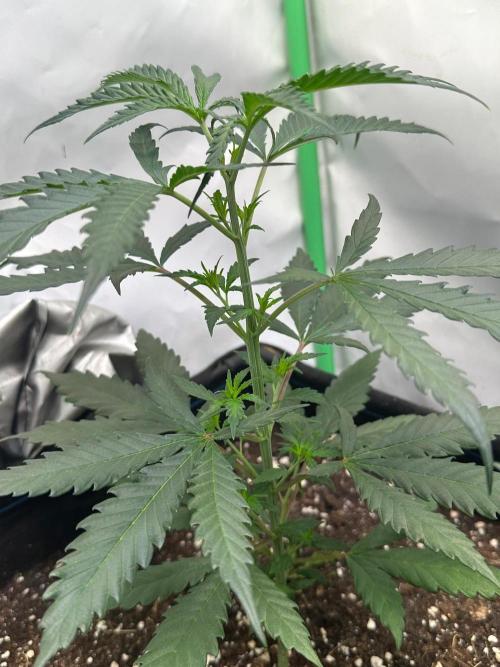 Grandmommy Purple 👵. Week 4
