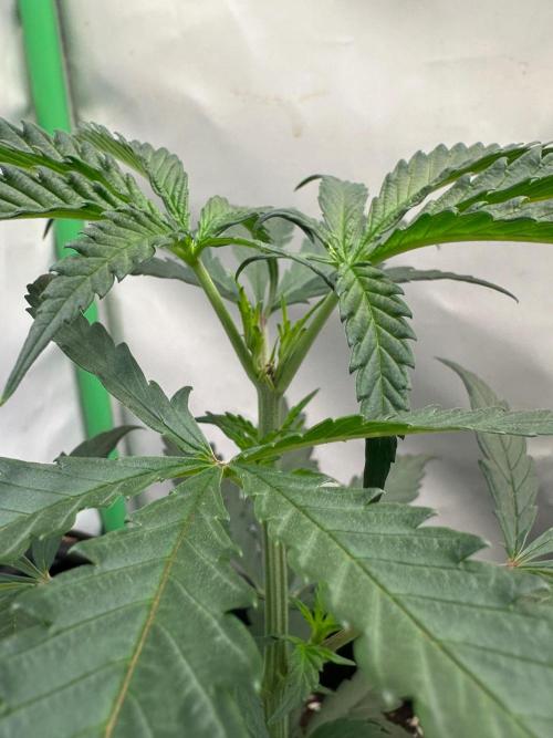 Grandmommy Purple 👵. Week 4