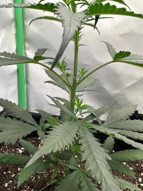 Grandmommy Purple 👵. Week 4
