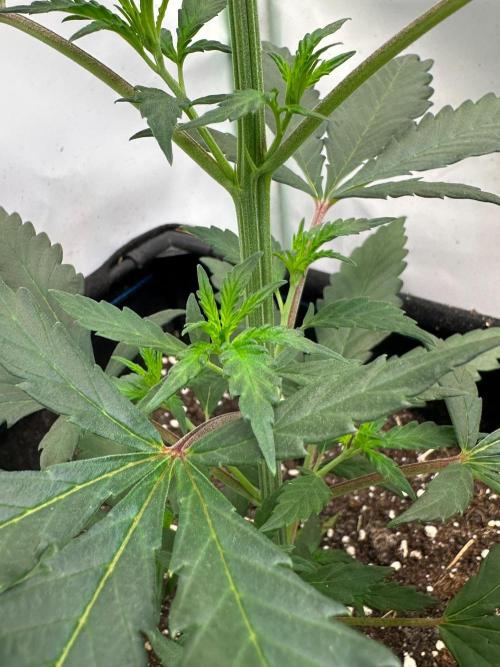 Grandmommy Purple 👵. Week 4
