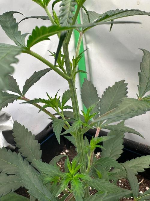Grandmommy Purple. Week 4