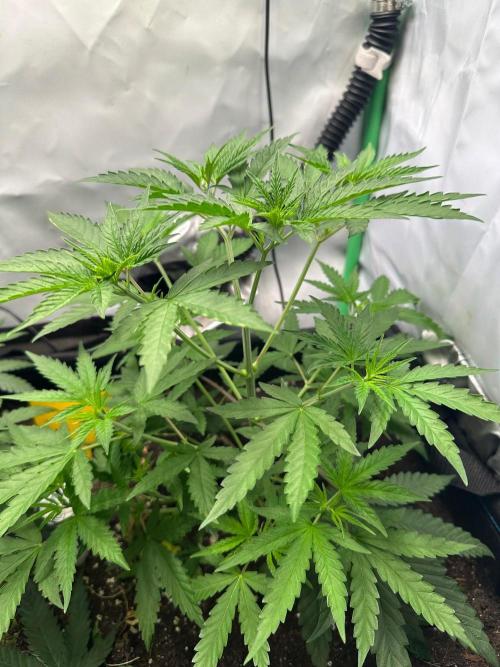 Mimosa Shot 🍹. Week 5