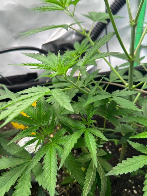 Mimosa Shot 🍹. Week 5