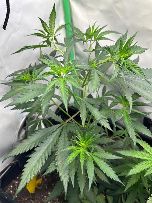 Grandmommy Purple 👵. Week 5