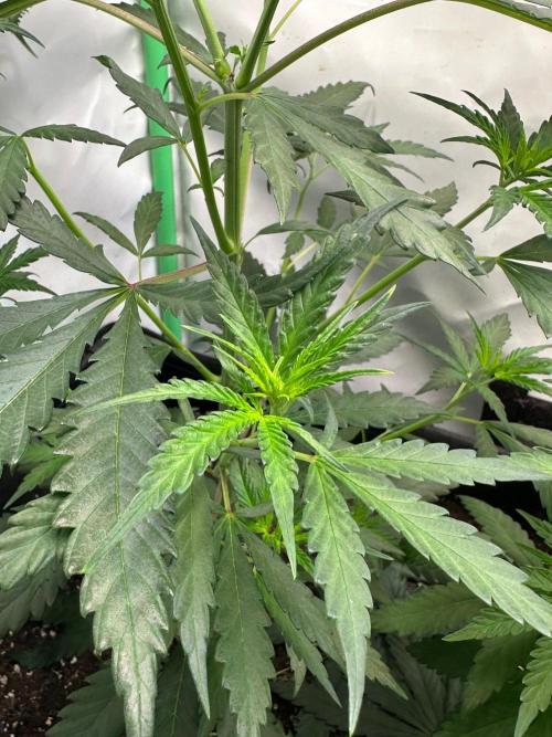 Grandmommy Purple 👵. Week 5