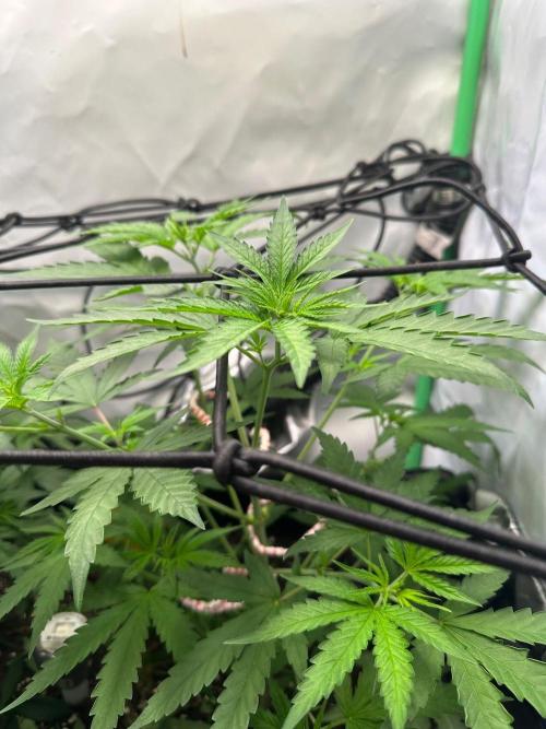 Mimosa Shot 🍹. Week 5