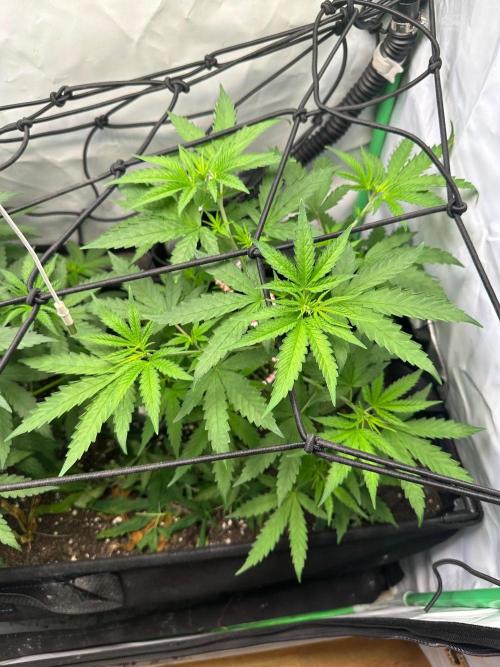 Mimosa Shot 🍹. Week 5