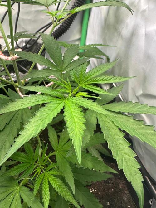 Mimosa Shot 🍹. Week 5