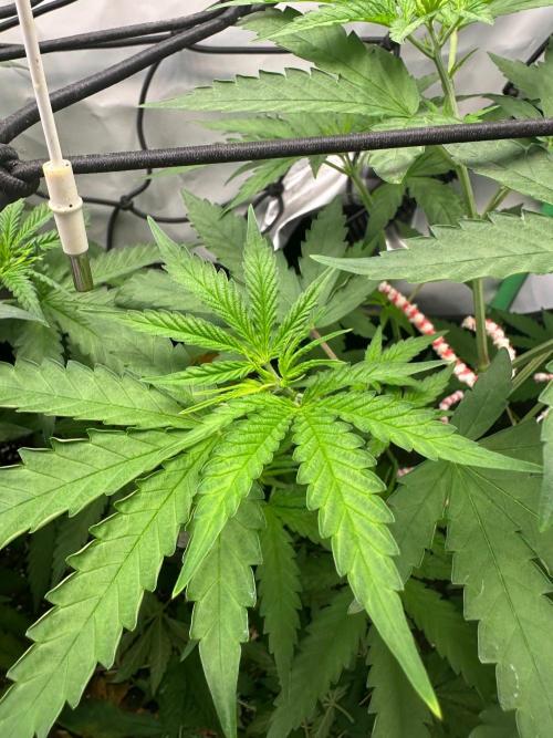 Mimosa Shot 🍹. Week 5