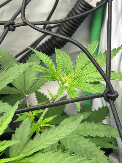 Mimosa Shot 🍹. Week 5