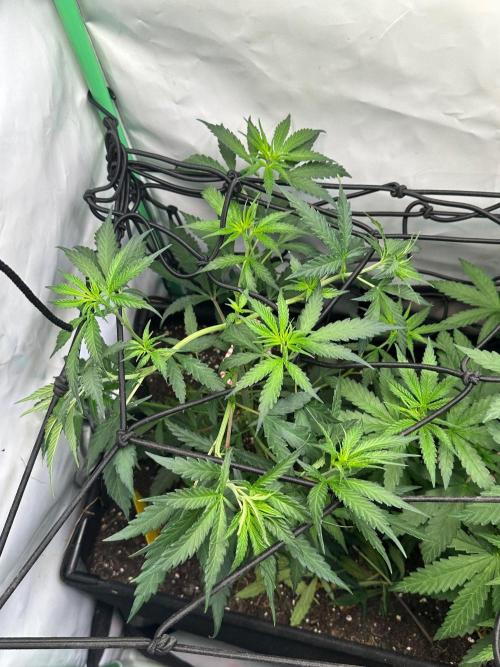Grandmommy Purple 👵. Week 5
