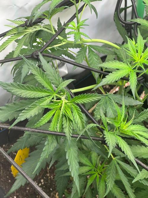 Grandmommy Purple 👵. Week 5