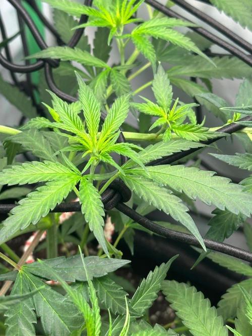 Grandmommy Purple 👵. Week 5