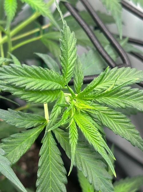Grandmommy Purple 👵. Week 5