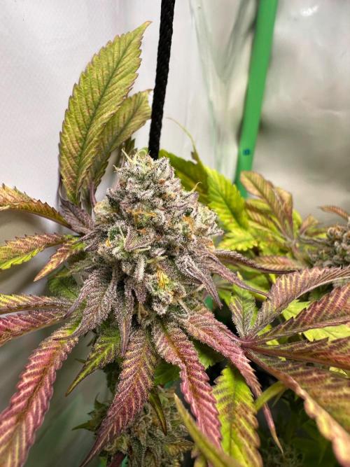 Kong‘s Krush by GHSC. Week 13