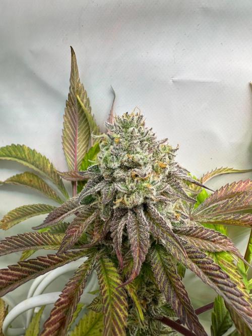 Kong‘s Krush by GHSC. Week 13