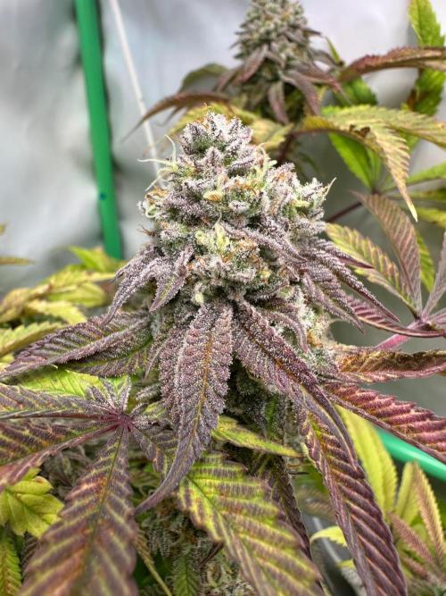 Kong‘s Krush by GHSC. Week 13