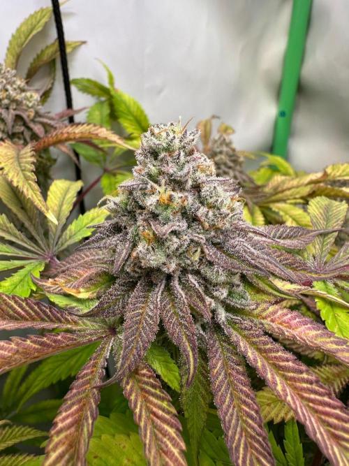 Green House Seed Co. - Kong’s Krush by BudBeat