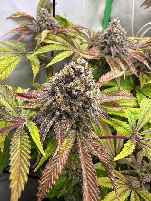 Kong‘s Krush by GHSC. Week 13