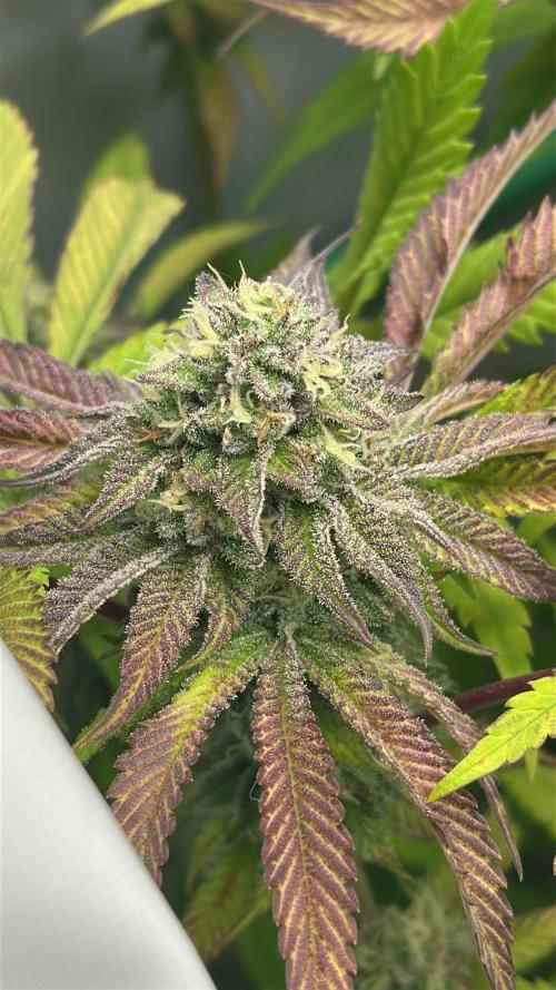 La Gran Jefa #2 by GHSC. Week 13