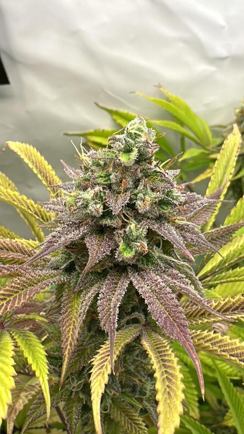 La Gran Jefa #2 by GHSC. Week 13