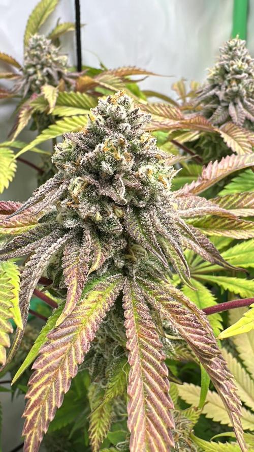 La Gran Jefa #2 by GHSC. Week 13