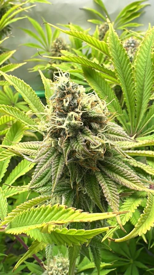 Lemon Orange #2 by GHSC. Week 13