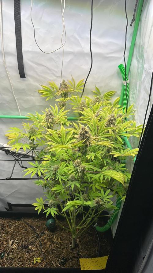 Lemon Orange #2 by GHSC. Week 13
