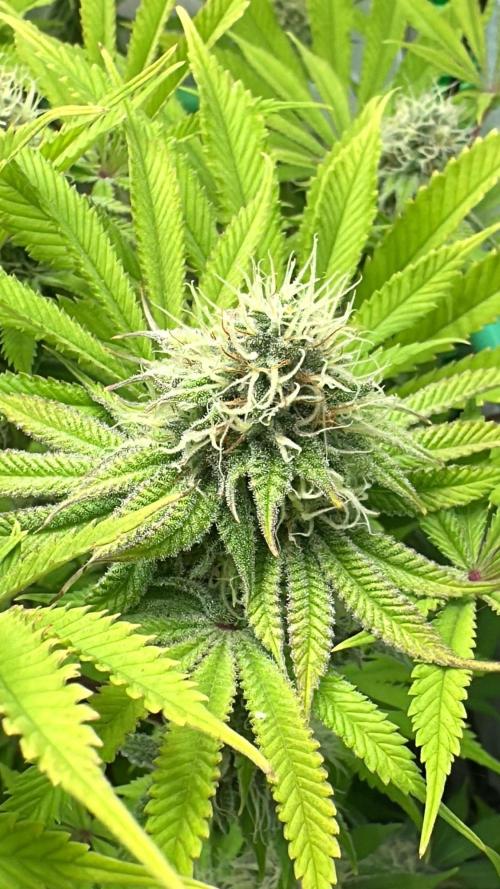 Lemon Orange. Week 13