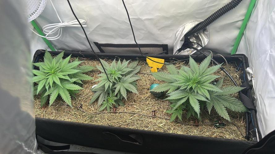 Mango Sapphire. Week 4