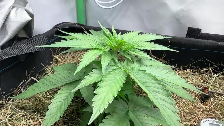 Mango Sapphire