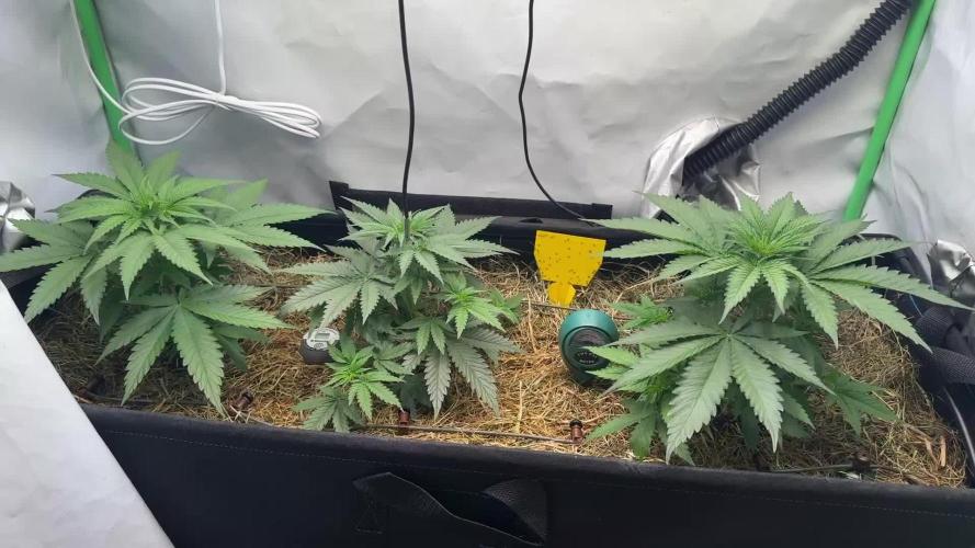 Mango Sapphire